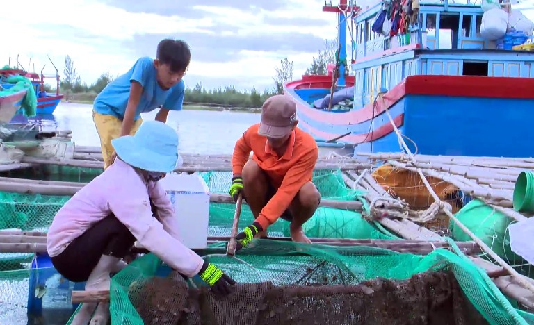 Cá nuôi lồng bè chết hàng loạt ở Phú Yên là do mật độ nuôi quá dày