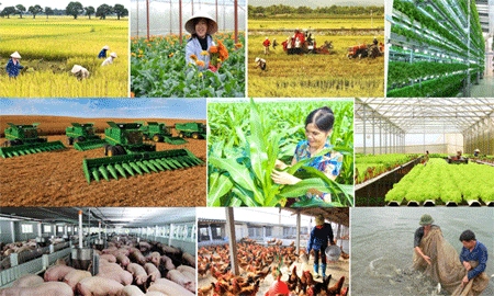 Tăng cường liên kết nông dân và doanh nhân nông nghiệp
