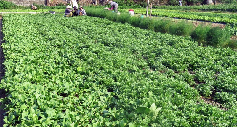 Đầu tư vườn rau sạch công nghệ cao kết hợp du lịch cộng đồng