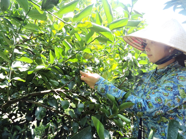 Cần Thơ Hiệu quả sau 5 năm tín dụng chính sách
