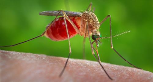 Phát hiện muỗi thường cũng có thể truyền virus Zika