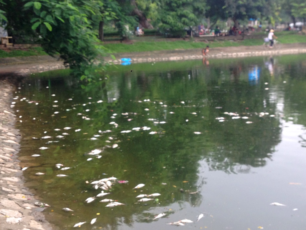 Hà Nội Cá chết nổi trắng hồ Thiền Quang