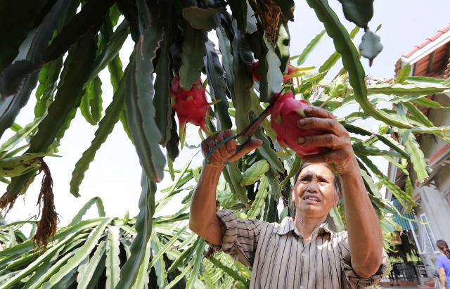 Văn Lâm Hưng Yên  Vườn trái xum xuê nhờ vốn vay ưu đãi
