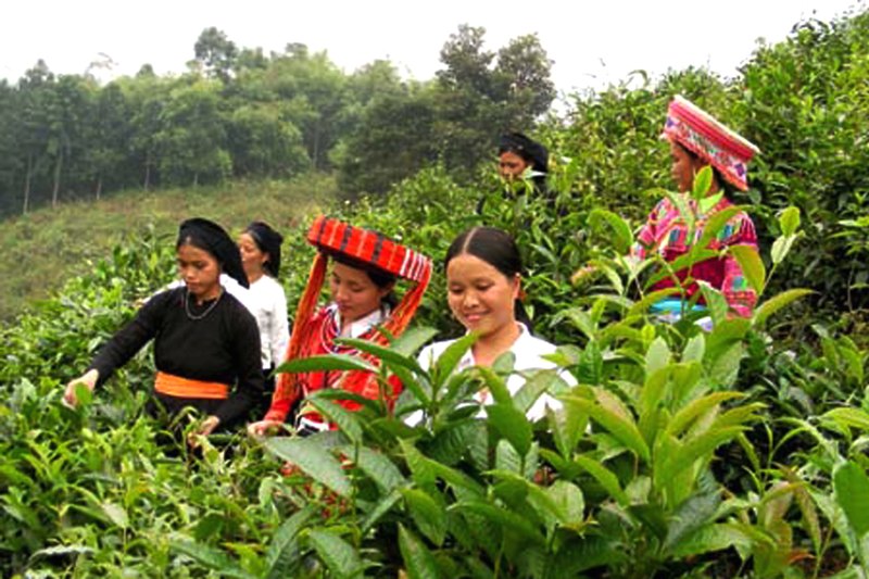 Hà Giang Khơi dậy tiềm năng du lịch nông nghiệp