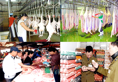 Vi phạm hành chính trong lĩnh vực thú y phạt đến 100 triệu đồng