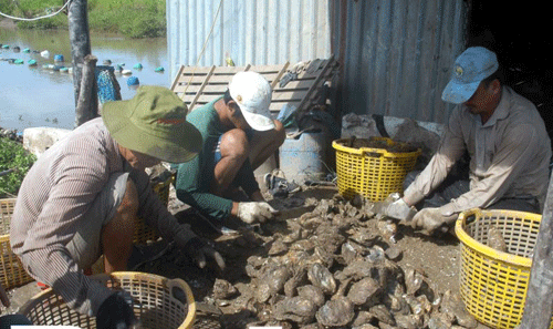 Anh Lại Văn Nam Làm giàu từ nghề nuôi hàu