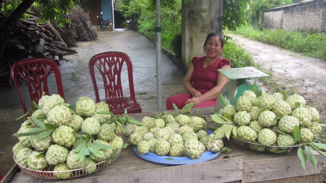 Về thăm vùng đất của chè ngon, trái ngọt