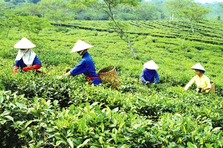 Ưu tiên hỗ trợ hợp tác xã đầu tư phát triển kết cấu hạ tầng