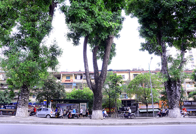 Hàng cây xanh ở phố Kim Mã Hà Nội trước ngày di dời
