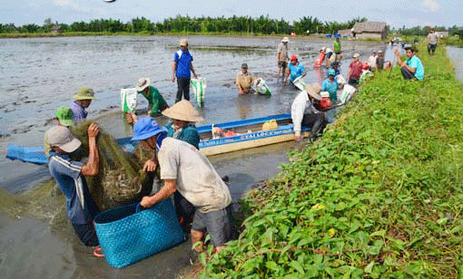 Nông dân tập trung xuống giống vụ lúa trên đất nuôi tôm