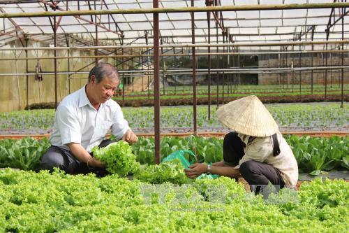Hiệu quả những hợp tác xã kiểu mới ở Vĩnh Phúc