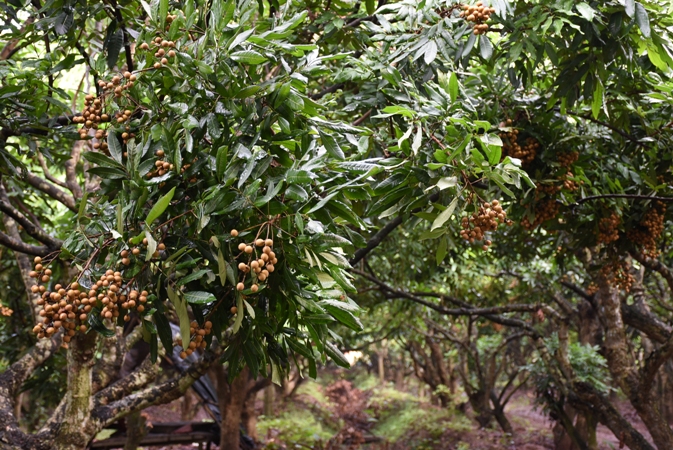 Không khuất phục thời tiết bất thường, anh Cảnh bắt nhãn Hưng Yên ra trái vụ