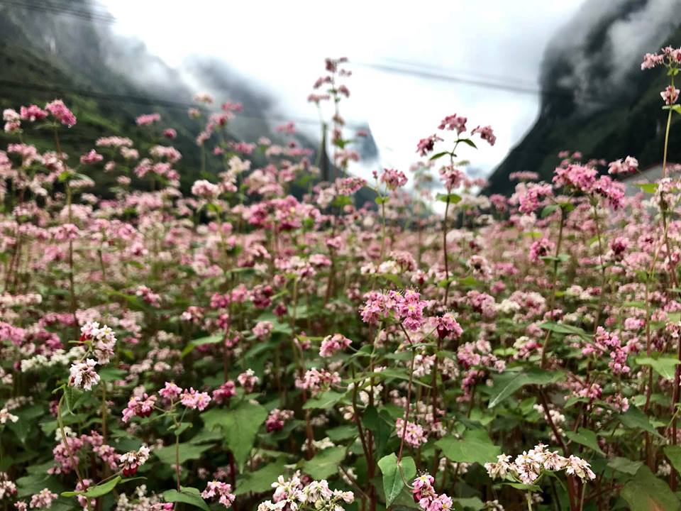 Bản tình ca từ đá
