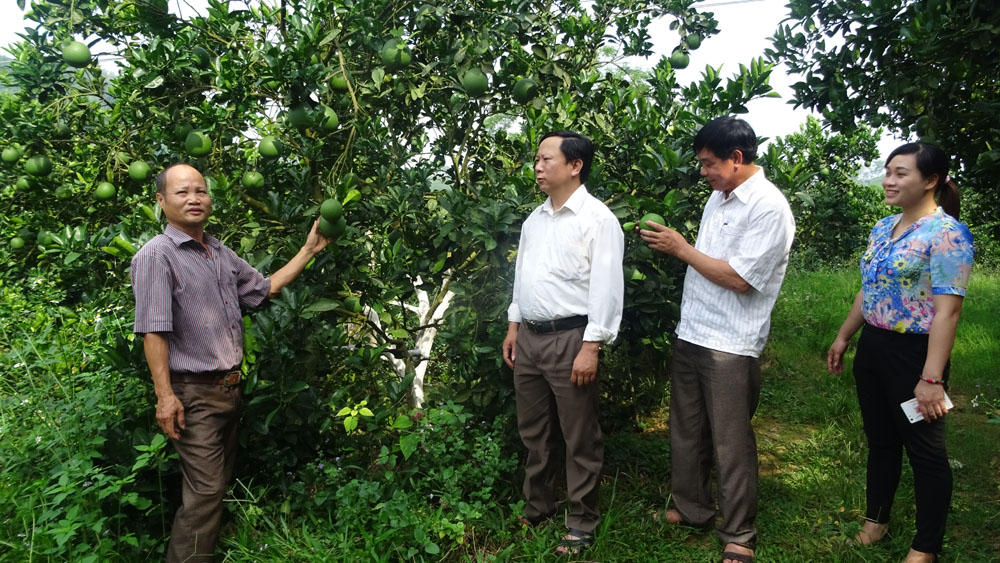 Anh nông dân thu tiền tỷ từ trồng bưởi