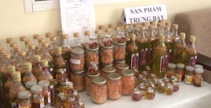 Trường ĐH Tây Bắc nuôi trồng thử nghiệm Đông trùng hạ thảo