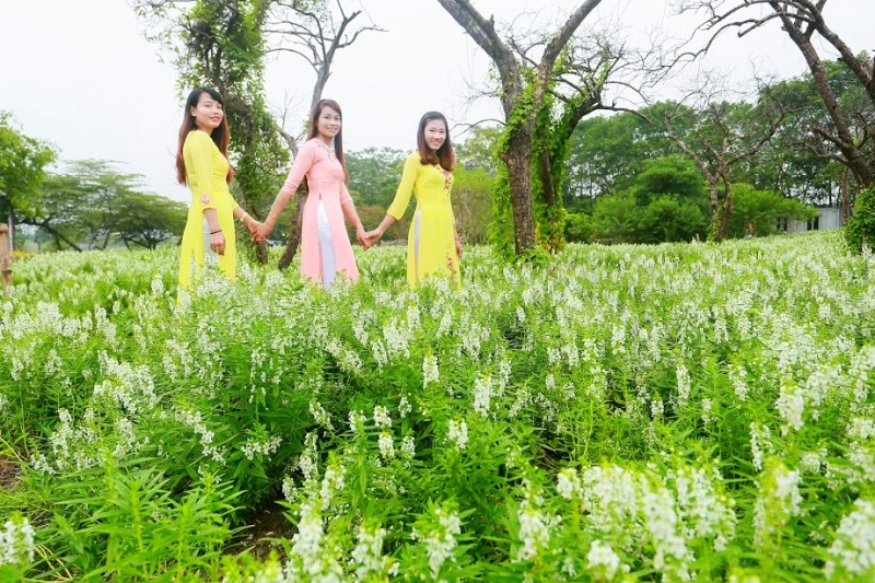 Thảo nguyên hoa rực rỡ giữa lòng Hà Nội