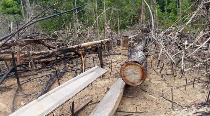 Quảng Nam Kỷ luật tập thể, cá nhân liên quan các vụ phá rừng ở Tiên Lãnh