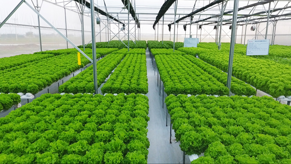 Sản xuất nông nghiệp công nghệ cao theo hướng phát triển bền vững