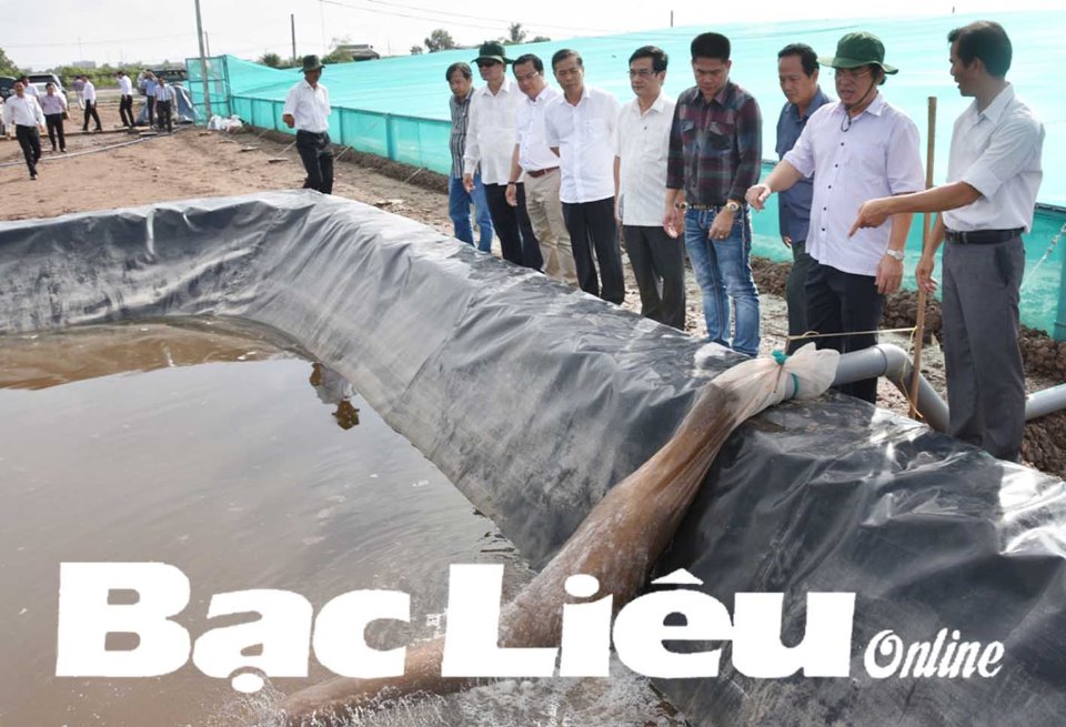 Hiệu quả từ những mô hình nuôi tôm ứng dụng công nghệ cao