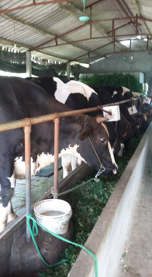 Vĩnh Phúc Phòng bênh trên đàn vật nuôi gia súc được thực hiện tốt