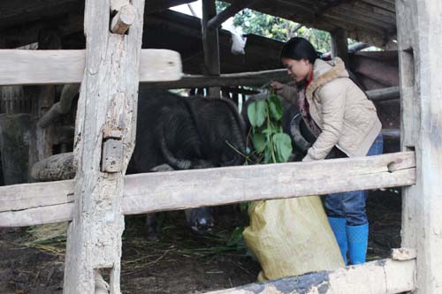 Vĩnh Phúc Tăng cường các biện pháp ứng phó với rét đậm, gió mạnh