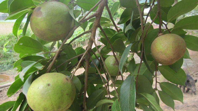 Bình Liêu – Mùa hoa sở