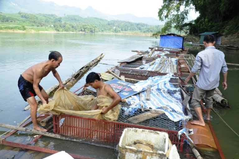 Vĩnh Phúc Thúc đẩy các giải pháp phát triển ngành thủy sản