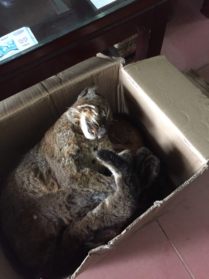 “Vận chuyển 3 cá thể báo gấm quý hiếm có nguy cơ bị phạt tù 10 năm”