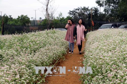 Đồi hoa tam giác mạch thu hút khách du lịch đến Nghệ An