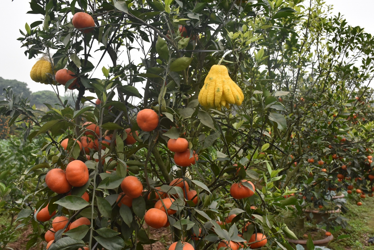 Quất, cam cảnh Khoái Châu được giá