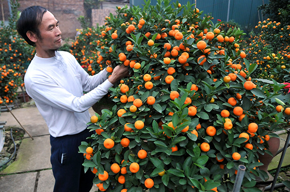 Quất bình - xu hướng chơi cây cảnh dịp Tết Nguyên đán