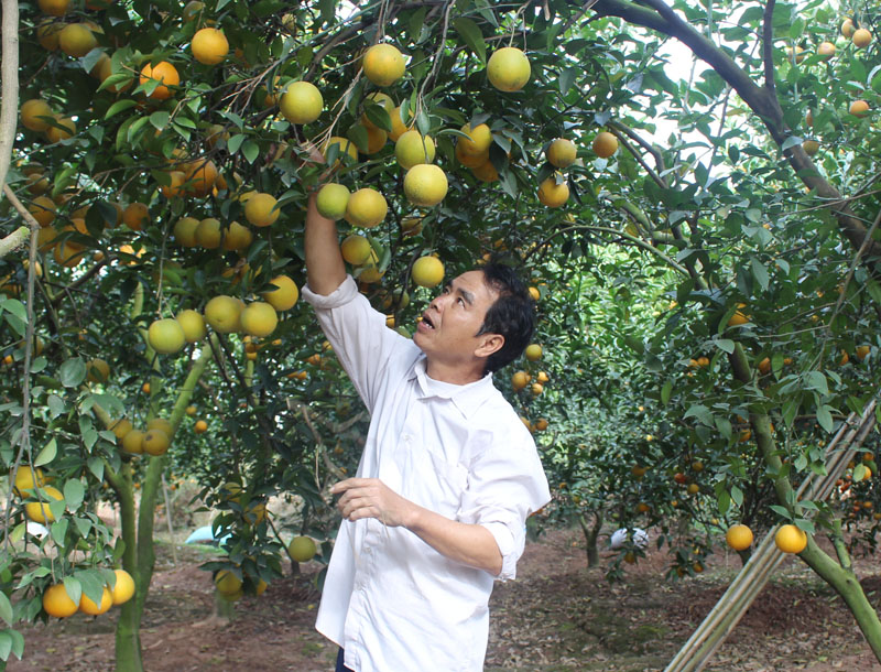 Nông dân làm giàu nhờ liên kết trồng cam VietGAP