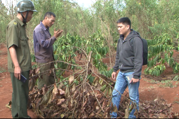 Điều tra vụ chặt phá hàng trăm cây cà phê của người dân tại Đắk Lắk