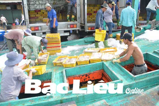 Ngư dân trúng đậm “lộc biển”