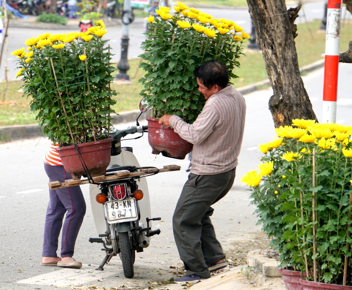 Đà Nẵng ngập tràn sắc hoa Xuân