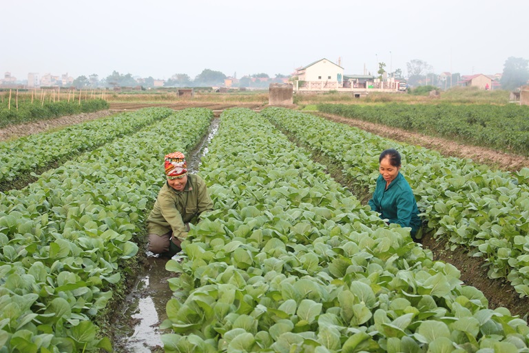 Cần khuyến khích kinh tế tư nhân đầu tư vào nông nghiệp