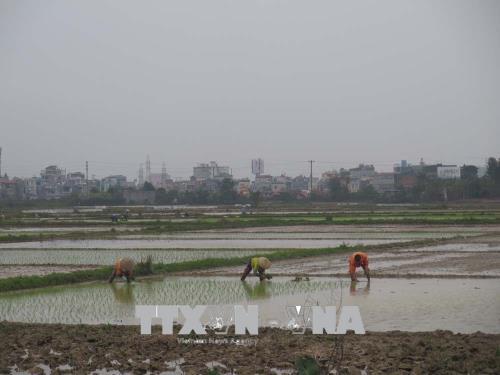 Vĩnh Phúc Nông dân xuống đồng gieo trồng kịp khung thời vụ