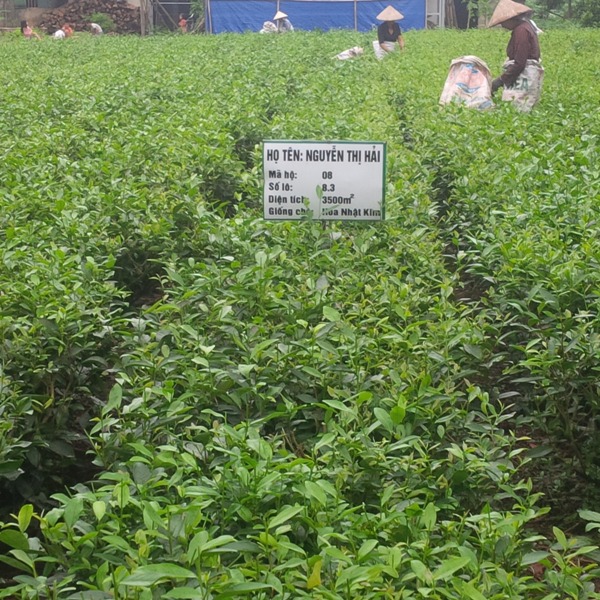 WB đưa ra viễn cảnh nông nghiệp sạch và an toàn hơn ở khu vực Đông Á