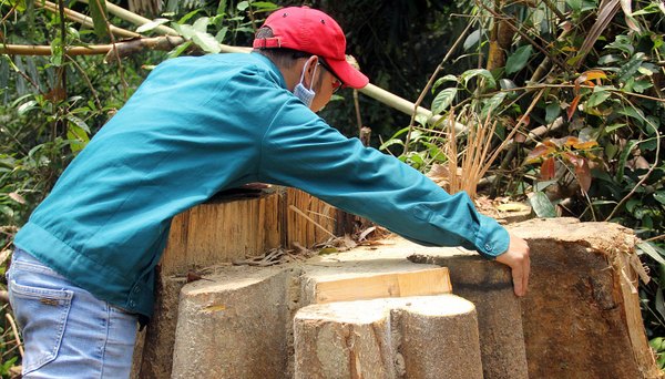 Quảng Nam Liên tiếp phát hiện các vụ phá rừng