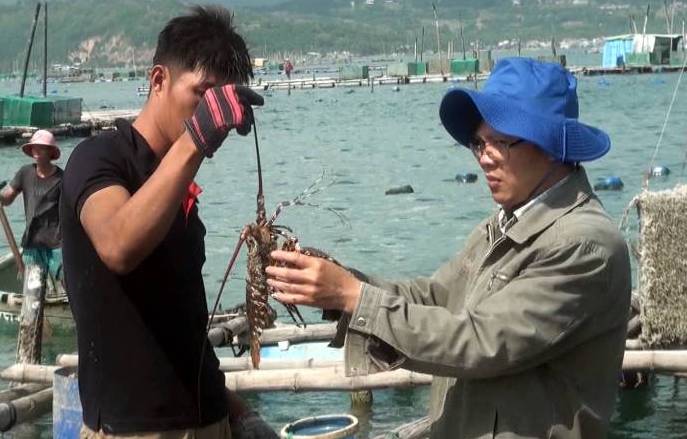 Phú Yên Bệnh sữa ở tôm hùm có dấu hiệu tái phát