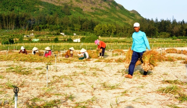 Bảo vệ thương hiệu tỏi Lý Sơn