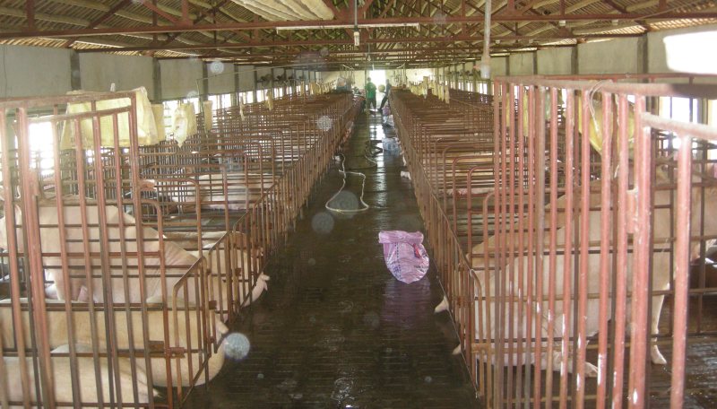 Để chăn nuôi phát triển bền vững ở Việt Nam