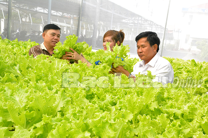 Trăn trở đầu ra cho rau màu sạch