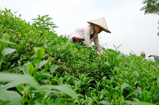 Mô hình nào cho xây dựng và phát triển thương hiệu chè xuất khẩu