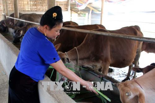 Vượt lên số phận làm giàu từ sản xuất nông nghiệp
