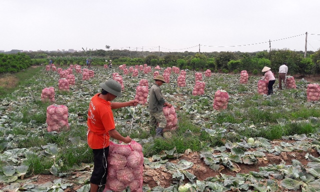 Nông dân muốn có thu nhập, cần làm gì