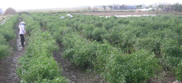 Việt Nam đạt nhiều thành tựu to lớn trong giảm nghèo