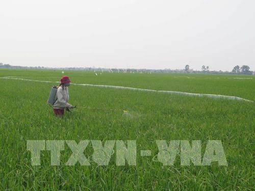 Hà Tĩnh kiểm điểm trách nhiệm trong giám sát phòng trừ bệnh đạo ôn