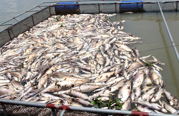 Cần sớm làm rõ nguyên nhân cá chết ở Hải Dương