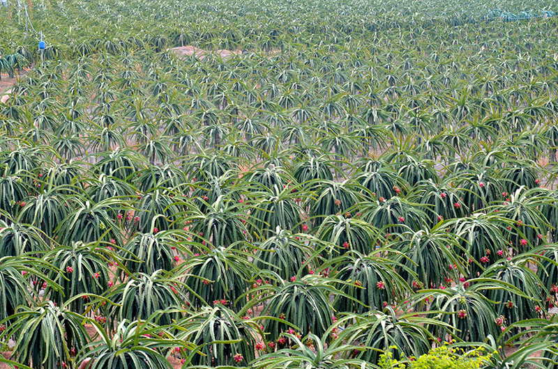 Về Long An, ngắm cánh đồng thanh long chín đỏ